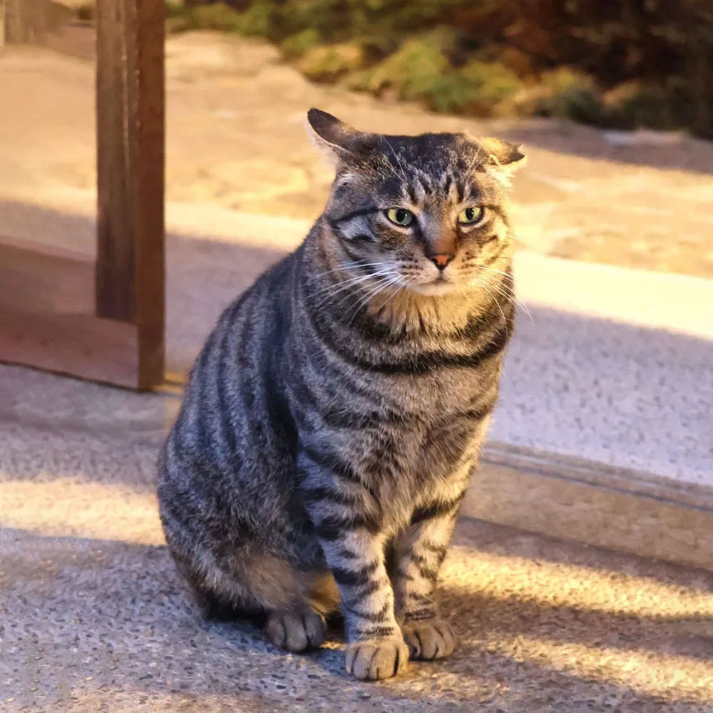 居候猫のミャー